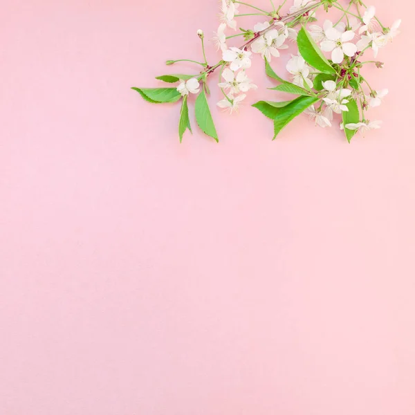 Marco Brunch Flores Florecientes Cerezo Vista Superior Creativa Sobre Fondo —  Fotos de Stock