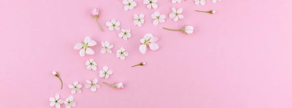 Creatieve Bovenaanzicht Kersenboom Bloeiende Bloemen Frame Patroon Duizendjarige Roze Achtergrond — Stockfoto