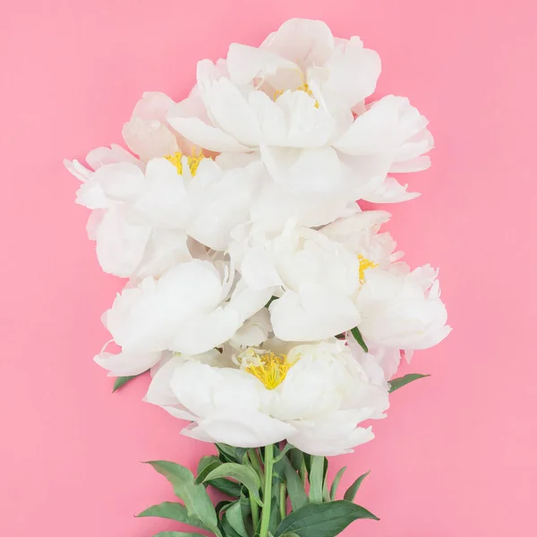 Blooming Bunga Peony Putih Pada Latar Belakang Kertas Warna Persegi — Stok Foto