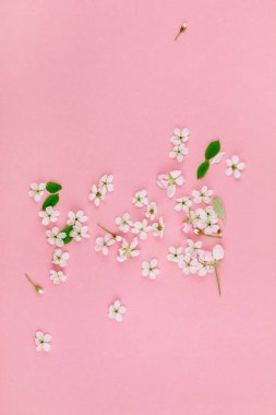 Bin yıllık pembe arka plan kopya alanı en az stili, yazı, metin veya tasarım şablonu ile desen çerçeve yaratıcı üstten görünüm kiraz ağacı çiçek açan çiçekler