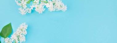 Yaprakları kopya alanı en az stili, yazı, metin veya tasarım şablonu pastel mavi zemin üzerine beyaz leylak yaratıcı düz yatıyordu kavramı en iyi görünümünü çiçekler