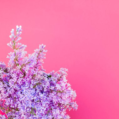 Leylak yaratıcı düz yatıyordu kavramı üstten görünüm parlak pembe arka plan kopya alanı en az stili, yazı, metin veya tasarım şablonu ile yaprakları çiçekler