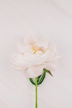 Güzel kopya alanı en az tarzı, kartpostal, yazı, metin veya tasarım şablonu mermer zemin üzerine beyaz şakayık çiçekleri blooming. Düğün davetiyesi ve kutlama tebrik kavramı