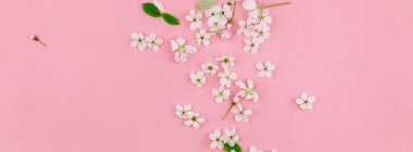 Bin yıllık pembe arka plan kopya alanı en az stili, yazı, metin veya tasarım şablonu ile desen çerçeve yaratıcı üstten görünüm kiraz ağacı çiçek açan çiçekler