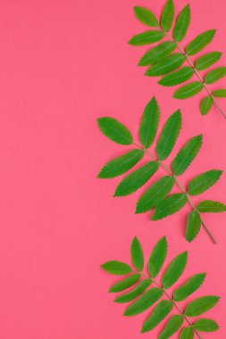 Parlak pembe arka plan kopya alanı en az çift ton pop sanat tarzı, metin için çerçeve şablonu ile taze yeşil rowan ağacı ile yaratıcı düz yatıyordu üstten görünüm desen yaprak