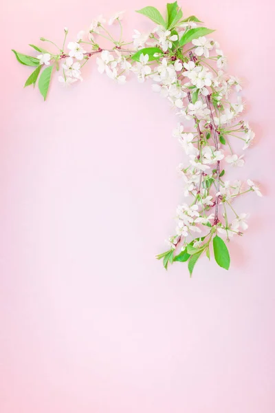 最小限のスタイル テキスト またはあなたのデザインのテンプレート コピー スペースと千年のピンクの背景に桜の木から咲く花のブランチ フレームで創造的な平面図 — ストック写真