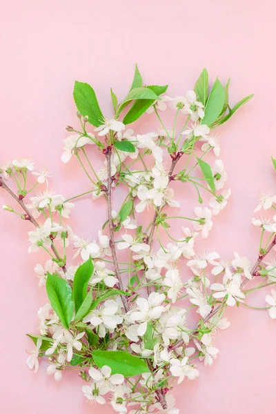 Marco Brunch Flores Florecientes Cerezo Vista Superior Creativa Sobre Fondo —  Fotos de Stock