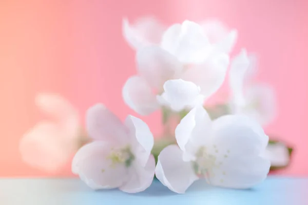 Apple Blommar Över Suddig Färg Bakgrunden Våren Blommor Kreativa Macro — Stockfoto