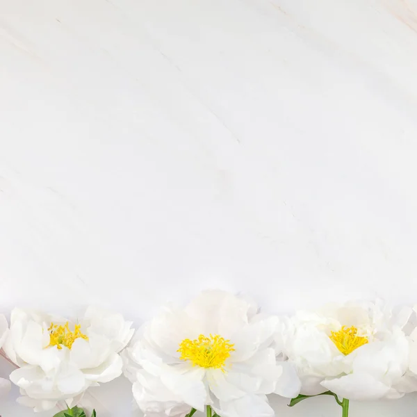 Vackra Blommande Vit Pion Blommor Marmor Bakgrund Med Kopiera Utrymme — Stockfoto