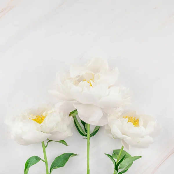 Hermosas Flores Peonía Blanca Flor Sobre Fondo Mármol Con Espacio — Foto de Stock