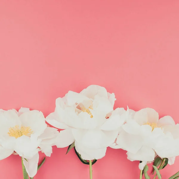 Florecientes Flores Peonía Blanca Sobre Fondo Papel Color Cuadrado Con — Foto de Stock