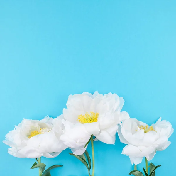 Vit Pion Blommor Torget Blå Färg Papper Bakgrund Med Kopia — Stockfoto