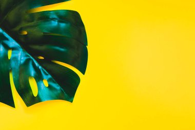 Tropikal orman palm monstera parlak sarı Kağıt arka plan üzerinde bırakır. Yazın yaratıcı pop sanat düz yatıyordu kavramı şablon metin için