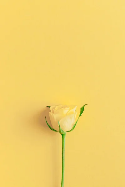 Creativa Vista Superior Plana Laico Fresco Amarillo Rosas Composición Con — Foto de Stock