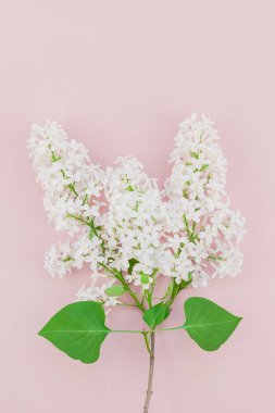 Yaprakları kopya alanı en az stili, yazı, metin veya tasarım şablonu ile pastel pembe arka plan üzerinde beyaz leylak yaratıcı düz yatıyordu kavramı en iyi görünümünü çiçekler
