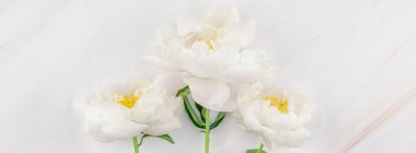 Güzel çiçek beyaz şakayık çiçekleri kopya alanı en az tarzı, şablon tasarımınızın mermer zemin üzerine. Düğün davetiyesi ve kutlama tebrik kavramı. Uzun geniş afiş