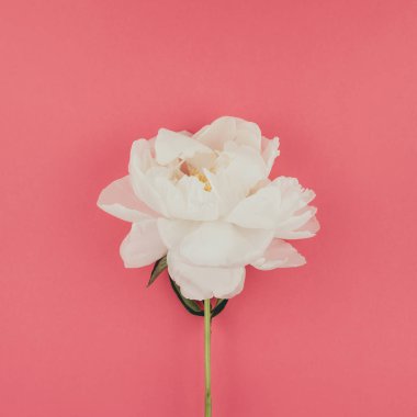 Çiçek beyaz şakayık kare renk Kağıt arka plan kopya alanı en az tarzı, kartpostal, yazı, metin için şablon ile tasarımınızı çiçekler. Düğün davetiyesi ve kutlama tebrik kavramı