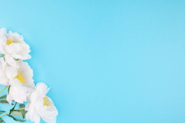 Pastel mavi renk Kağıt arka plan kopya alanı en az tarzı, kartpostal, yazı, metin veya tasarım şablonu ile şakayık çiçekleri beyaz. Düğün davetiyesi ve kutlama tebrik kavramı