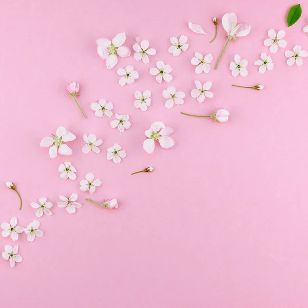 Creatieve Bovenaanzicht Kersenboom Bloeiende Bloemen Frame Patroon Duizendjarige Roze Achtergrond — Stockfoto