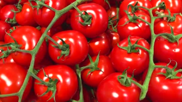 Tomates Rojos Frescos Maduros Vendiendo Supermercado Vídeo Horizontal — Vídeos de Stock