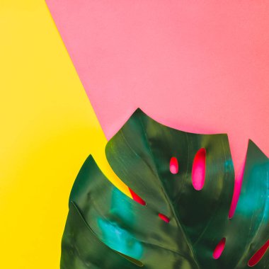 Tropikal orman palm monstera parlak kare sarı ve pembe çift ton kağıt arka plan üzerinde bırakır. Yazın yaratıcı pop sanat düz yatıyordu kavramı şablon metin için