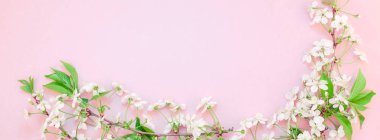 Yaratıcı üstten görünüm kiraz ağacı çiçek açan çiçekler brunch karede bin yıllık pembe arka plan kopya alanı en az stili, yazı, metin veya tasarım şablonu ile