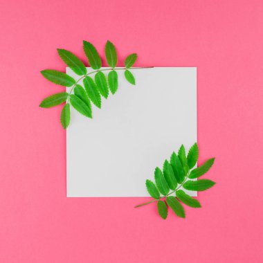 Üstten görünüm kopya alanı en az çift ton pop sanat tarzı, metin için şablon parlak pembe kare zemin üzerine beyaz mektup taze yeşil rowan ağacı ile alay etmek yukarıya yaprak yaratıcı düz yatıyordu