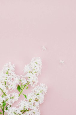 Yaprakları kopya alanı en az stili, yazı, metin veya tasarım şablonu ile pastel pembe arka plan üzerinde beyaz leylak yaratıcı düz yatıyordu kavramı en iyi görünümünü çiçekler