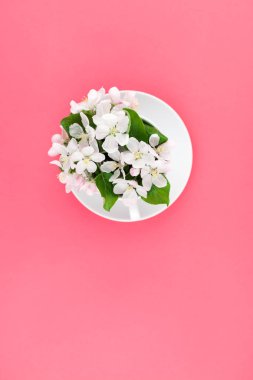 Yaratıcı düz kavramı en iyi görünümü çiçeklenme çiçekler kopya alanı en az tarzı, metin için şablon ile pembe arka plan üzerinde beyaz elma ağacı ve kahve fincanı yatıyordu