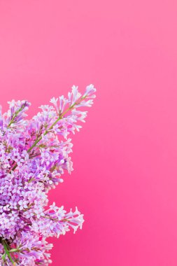 Leylak yaratıcı düz yatıyordu kavramı üstten görünüm parlak pembe arka plan kopya alanı en az stili, yazı, metin veya tasarım şablonu ile yaprakları çiçekler