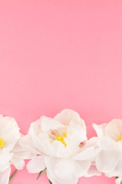 Çiçek beyaz şakayık pastel renk Kağıt arka plan kopya alanı en az tarzı, kartpostal, yazı, metin için şablon ile tasarımınızı çiçekler. Düğün davetiyesi ve kutlama tebrik kavramı