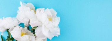 Pastel mavi renk Kağıt arka plan kopya alanı en az tarzı, kartpostal, yazı, metin veya tasarım şablonu ile şakayık çiçekleri beyaz. Uzun geniş afiş blog ya da sosyal medya için