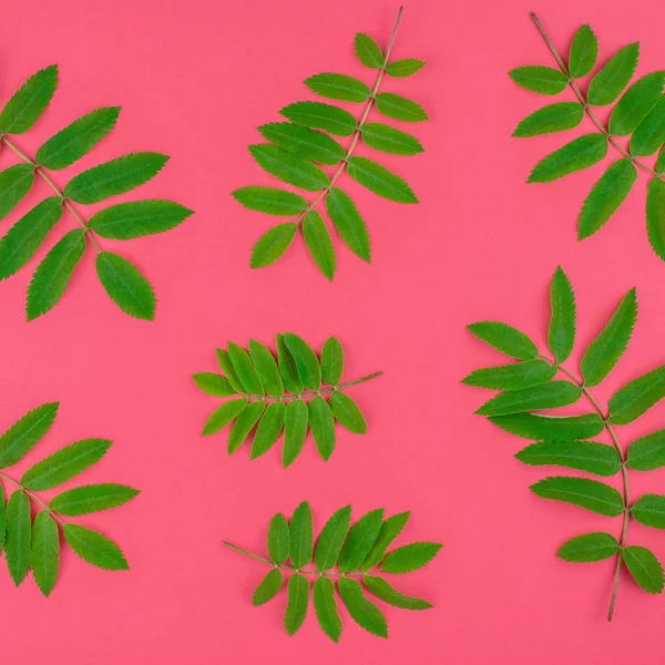 Creative flat lay top view pattern with fresh green rowan tree leaves on bright pink square background with copy space in minimal duotone pop art style, frame template for text