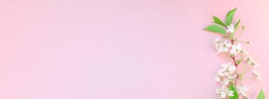 Yaratıcı üstten görünüm kiraz ağacı çiçek açan çiçekler brunch karede bin yıllık pembe arka plan kopya alanı en az stili, yazı, metin veya tasarım şablonu ile