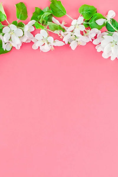 Creatieve Bovenaanzicht Apple Tree Bloeiende Bloemen Brunch Frame Duizendjarige Roze — Stockfoto