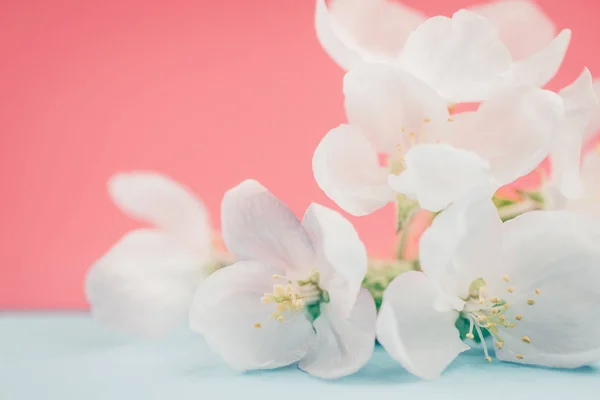 Μήλο Blossoms Πάνω Θολή Χρώμα Φόντου Άνοιξη Λουλούδια Εικόνα Δημιουργική — Φωτογραφία Αρχείου