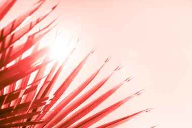 Yıl 2019 mercan rengi yaşayan güneş ışığı gökyüzü altında palmiye ağacının dalları tonda