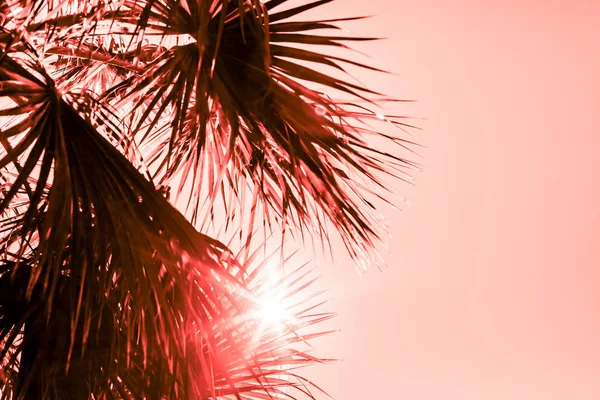 Větve Palmu Pod Nebem Sluneční Světlo Tónovaný Žijící Korál Barvu — Stock fotografie