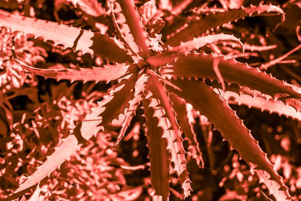 Succulent cactus plant part close up under the sunlight sky toned in living coral color of the year 2019