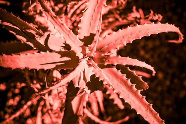 Parte Succulenta Della Pianta Cactus Vicino Sotto Cielo Luce Solare — Foto Stock