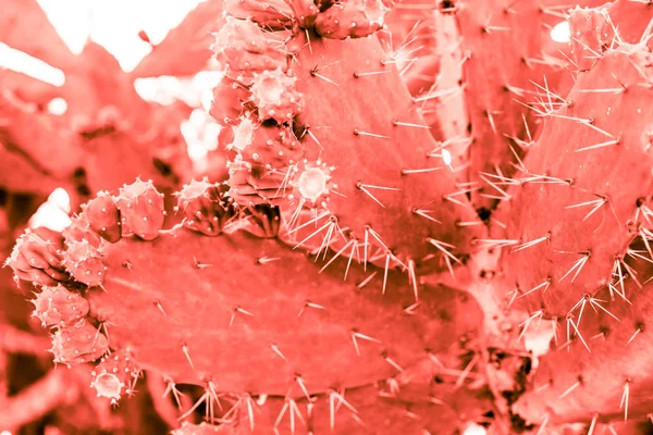 Succulent cactus plant part close up under the sunlight sky toned in living coral color of the year 2019