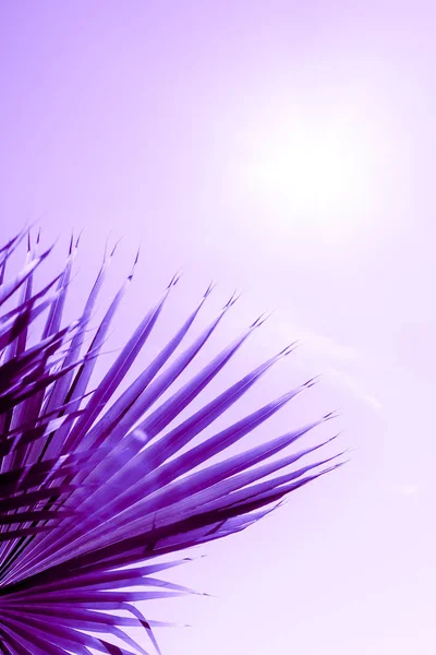 Ramos Palmeira Sob Céu Luz Solar Tonificado Cor Púrpura Próton — Fotografia de Stock