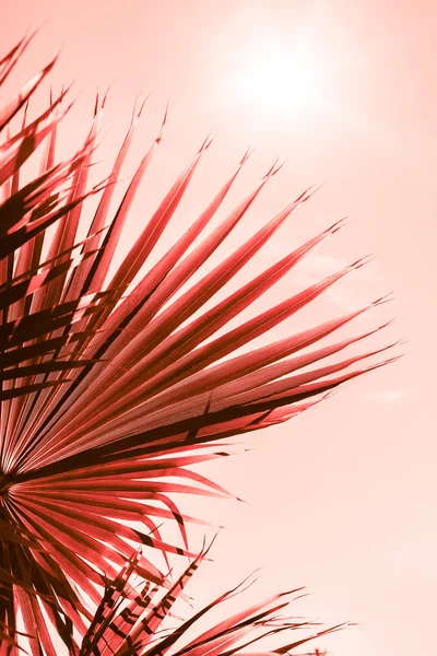 Větve Palmu Pod Nebem Sluneční Světlo Tónovaný Žijící Korál Barvu — Stock fotografie