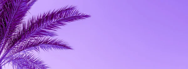 Rami Palma Sotto Cielo Luce Solare Tonica Nel Colore Viola — Foto Stock