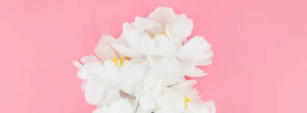 Flores Florecientes Peonía Blanca Sobre Fondo Papel Color Rosa Milenario — Foto de Stock