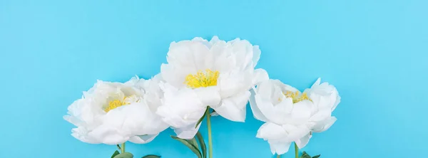 Flores Peonía Blanca Sobre Fondo Papel Color Azul Pastel Con — Foto de Stock