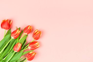 Yaratıcı düz üstten görünüm hoş geldiniz bahar tebrik kartı kırmızı lale çiçekleri ile mercan pembe arka plan kopya alanı ile yaşayan yatıyordu. Kutlama kartpostal şablonu