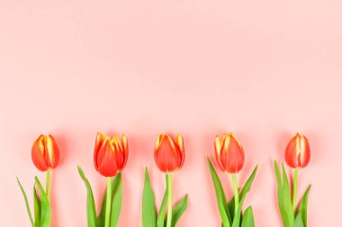 Yaratıcı düz üstten görünüm hoş geldiniz bahar tebrik kartı kırmızı lale çiçekleri ile mercan pembe arka plan kopya alanı ile yaşayan yatıyordu. Kutlama kartpostal şablonu
