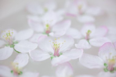 Elma ağacı çiçek aroması kâse su içinde yüzen çiçek beyaz baharın kapatın. Spa ve sağlıklı yaşam konsepti