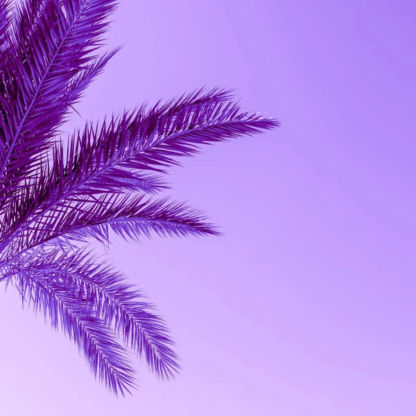 Ramas Palmera Bajo Cielo Luz Solar Tonificadas Color Púrpura Protón — Foto de Stock